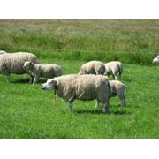 Овцы шароле