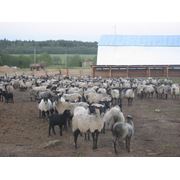 Овцы Романовской породы