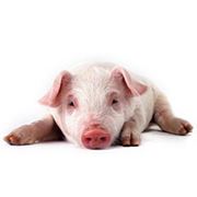 Белково-витаминно-минеральные добавки БМВД для свиней для крупного рогатого скота