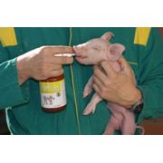 Globigen® Pig Doser и Jamp Start фото