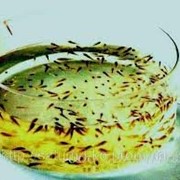 Рыбопосадочный материал (личинка речной рыбы)