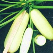 Семена кабачка Акробат фото