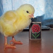 Цыпленок бройлера фото