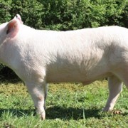 Чешские породы свиней фото
