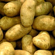 Продажа картофеля оптом фото