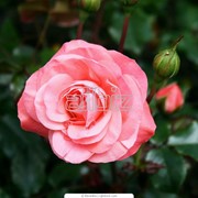Саженцы роз фото