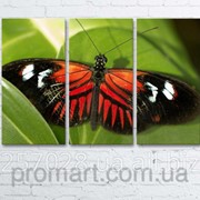 Модульна картина на полотні Метелик код КМ6090-003 фото