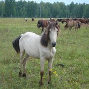 Лошадь башкирской породы фото