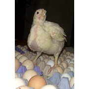Цыплята Бройлер кобб-500 фото
