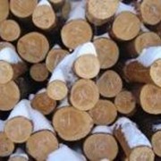 Продажа и поставка лесопильного оборудования Дуб, Кругляк, Доска, Ясень фото