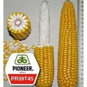 Семена гибрида кукурузы ПР39Р86 / PR39R86 ФАО 250 фотография