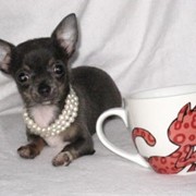Щенки чихуахуа фото