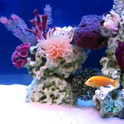 Оформление и дизайн аквариумов фото
