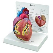 Модели объемная Сердце