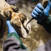 Уход и обработка копыт животного с больными конечностями с использованием биоинертного копытного клея БОНДАВИ и деревянной накладки фото
