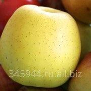 Яблоки сорт Голден 75+ фото