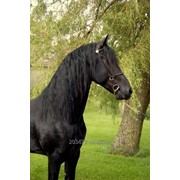 Фризская лошадь 7 лет - 170 см фото