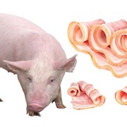 Продажа свиней (свині беконні) и бекон 1-ой категории фото