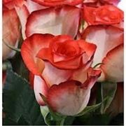 Саженцы роз Блаш фото