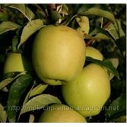 Саженцы яблони, сорт “Голден Делишес“ фото