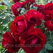 Саженцы розы полиантовая "Nina Webull"