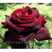 Саженцы розы чайная гибридная "Black Magic"
