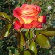 Саженцы роз Утопия фото