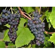 Саженцы винограда сорт “Киш-Миш Венус“ фотография