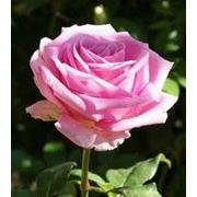 Кусты роз Аква фото