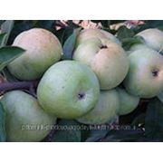 Cаженцы яблони сорта ренет симиренко фото