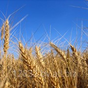 Пшеница, ячмень, кукуруза и зерно фуражное. фото