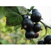 Черешнева (саженцы смородины черной) фото