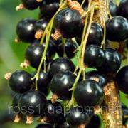 Смородина черная Черешневая (Черешнева) фотография