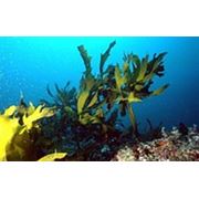 Экстракт ламинарии экстракт ламинарии купить экстракт ламинарии цена. фото