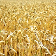 Пшеница яровая / пшениця ярова Елегія Миронівська