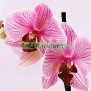 Отдушка орхидея фотография