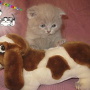 Кошки фото