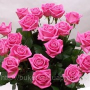 Розы розовые фотография