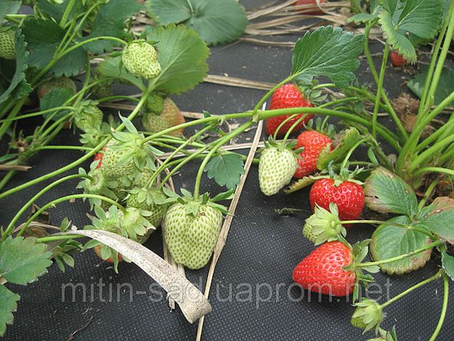 семейное пространство прайд луховицы. митин сад. детский сад митино. митин сад. лайково город-событие дом 70.
