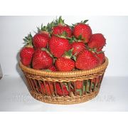Клубника Хоней (Honeoye strawberry) до 100000 шт. Уникальное предложение! фото