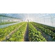 Рассада клубники оптом фото