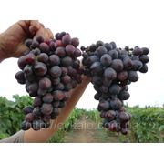 Саженцы винограда Бордовая мантия фотография