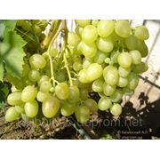 Саженцы сорта винограда Аркадия фото