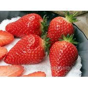 Саженцы клубники Альба фото