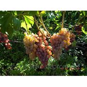 Саженцы винограда ранних сортов кишмиш Лучистый фотография