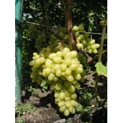 Саженцы винограда «Аркадия» г. Киев, Черкассы, Золотоноша