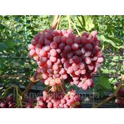 Саженцы винограда сорт Велес фотография