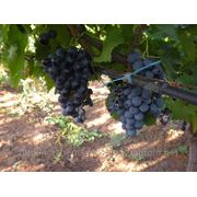 Саженцы винограда Мускат гамбурский фотография