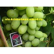 Саженцы винограда,сорт винограда Богатяновский фотография