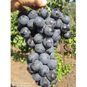 Саженцы винограда сорта “Страшенский“ фото